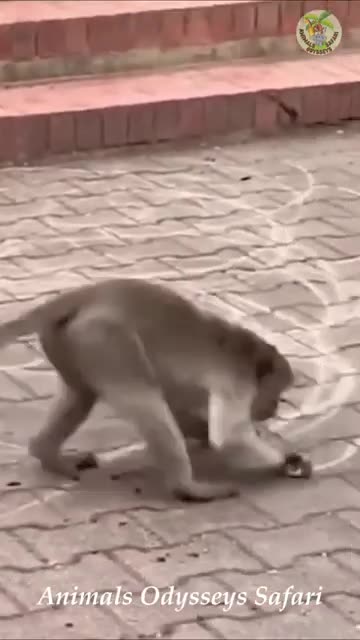 Funny Animals Video