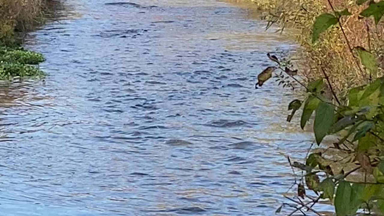 Illegally fishing and using net to poach fish.