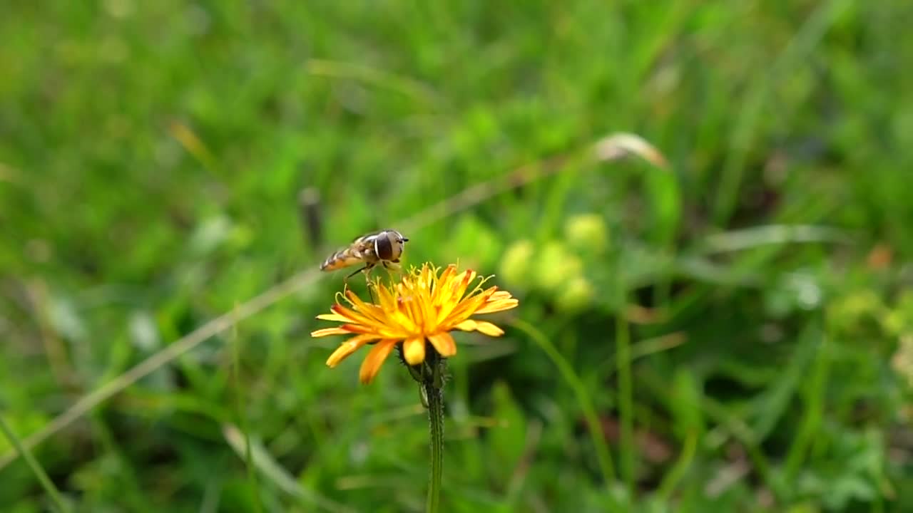 Bee collects nectar from flower crepis alpina