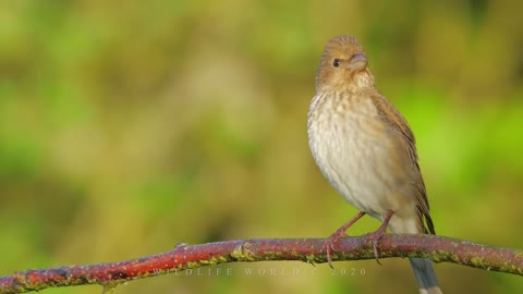 common rosefinch