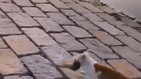 Cute kittens playing a lot