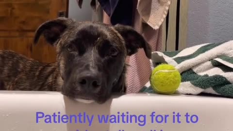 Cute Dog Video!