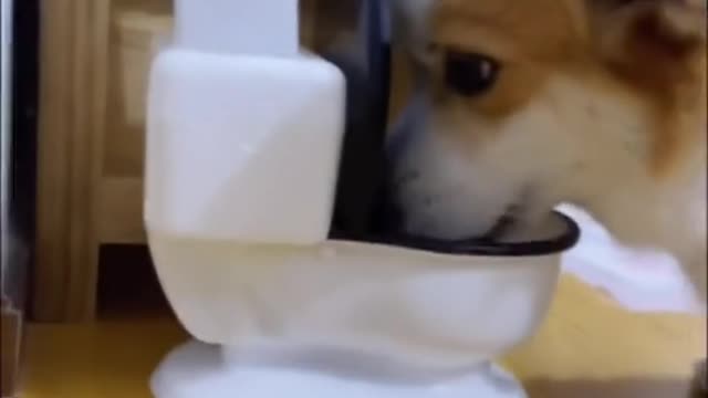 Do you like drinking water? #dog #corgi