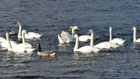 Swan in Group Looking like a Family