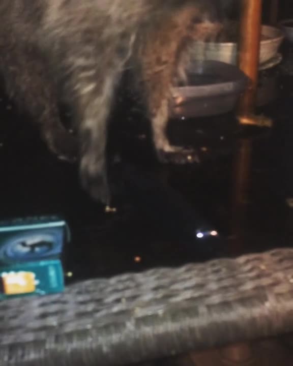 Hombre alimenta con la mano a un mapache salvaje