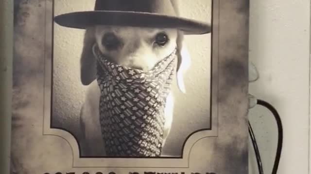 White dog wearing costume