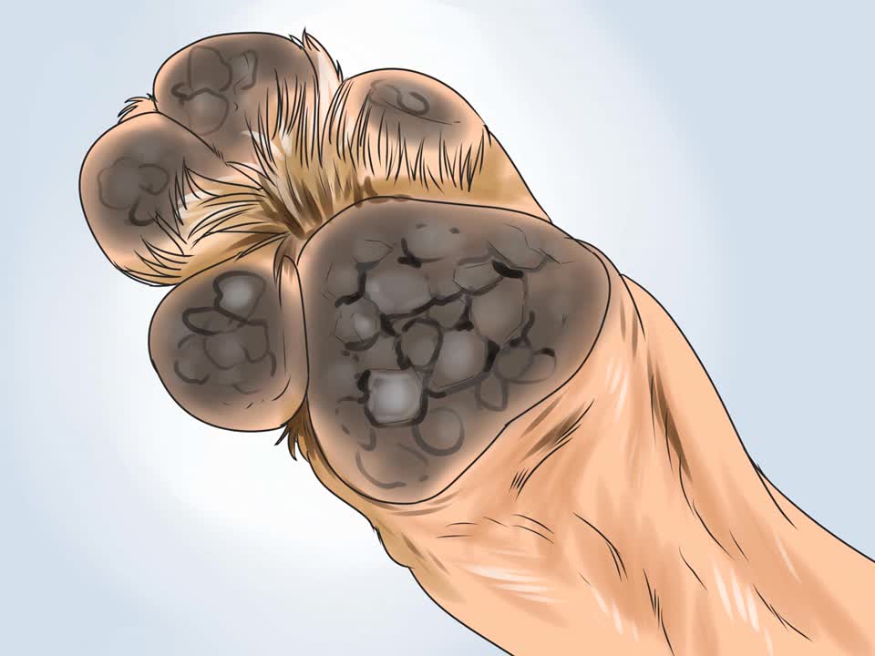 Recognizing Distemper Symptoms in Dogs