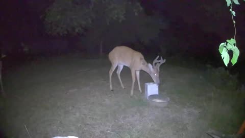 Does This Buck Have Points?