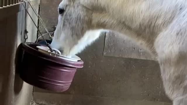 2022-3-27 Mr. Pooh enjoys treats