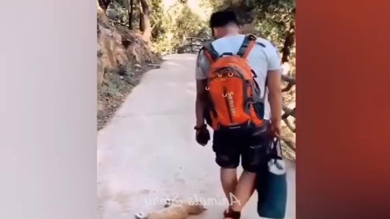 Funny pets