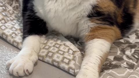 Meeting "Minnie," the 27 Pound Cat