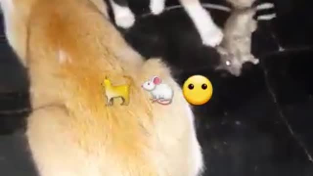 Tom 🐈 baby playing with jerry 🐁 |#cat #cats #catsofinstagram #of #catstagram #catlover #shorts#viral