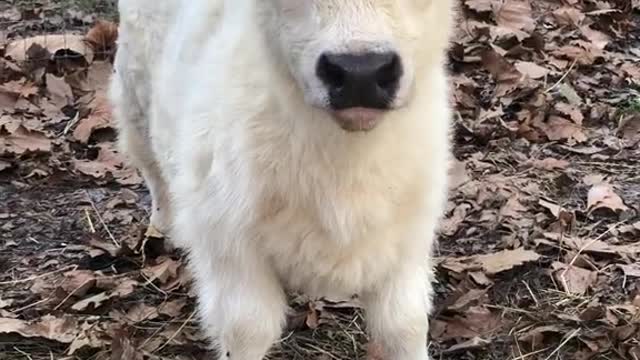 Watch the famous calf the most beautiful calf