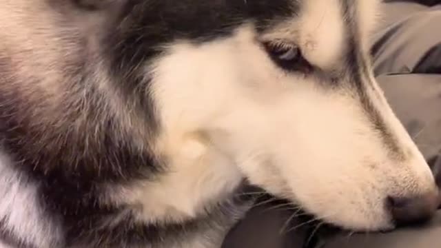 Husky being criticized by owner