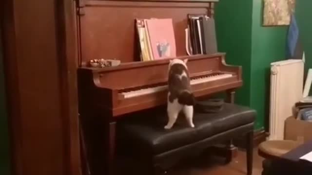 Cat playing the piano