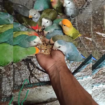 Beautiful Love Birds FEELING FANTASTIC