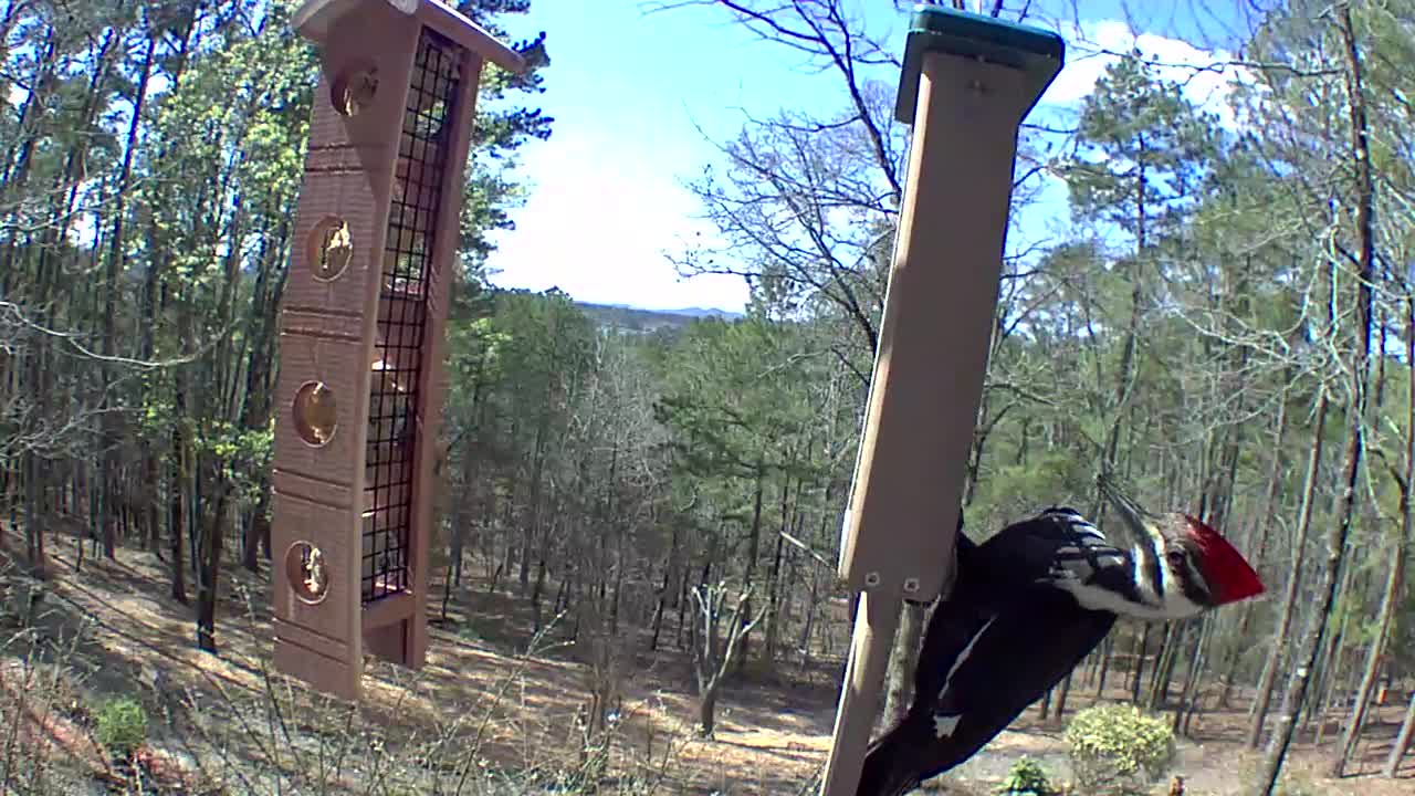 Pileated woodpecker enjoying sunshine