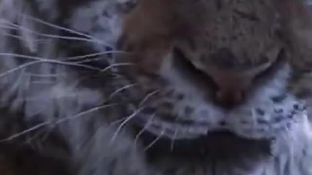 cute animals