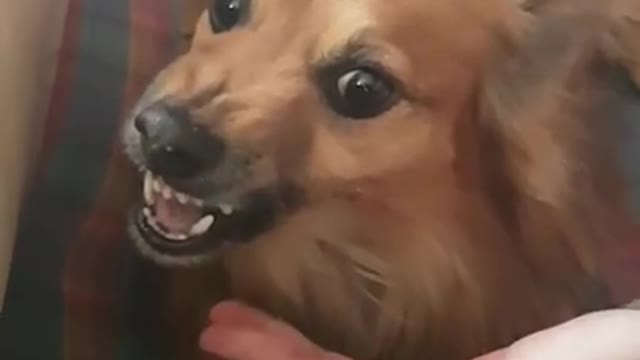 Funny dogs sings la la la