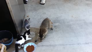 Raccoon Steals Cats' Food (Original)