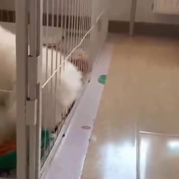 PETS NEVER LIE ABOUT LOVE-48 #shorts