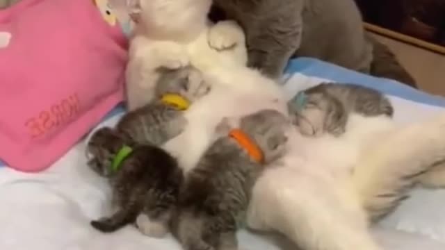 FUNNY CAT VIDEOS GUARANTEED TO PUT A SMILE ON FACE!!!