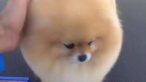 dogs lovers 7
