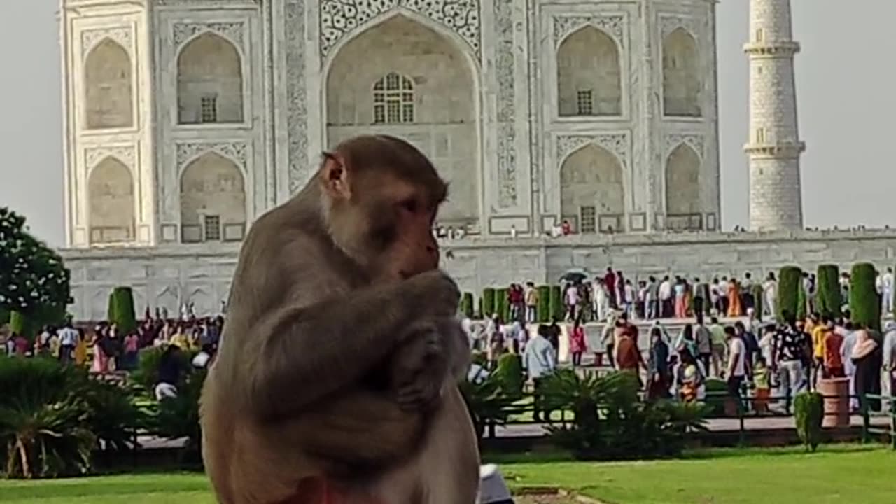 Monkey 🐒 in Taj