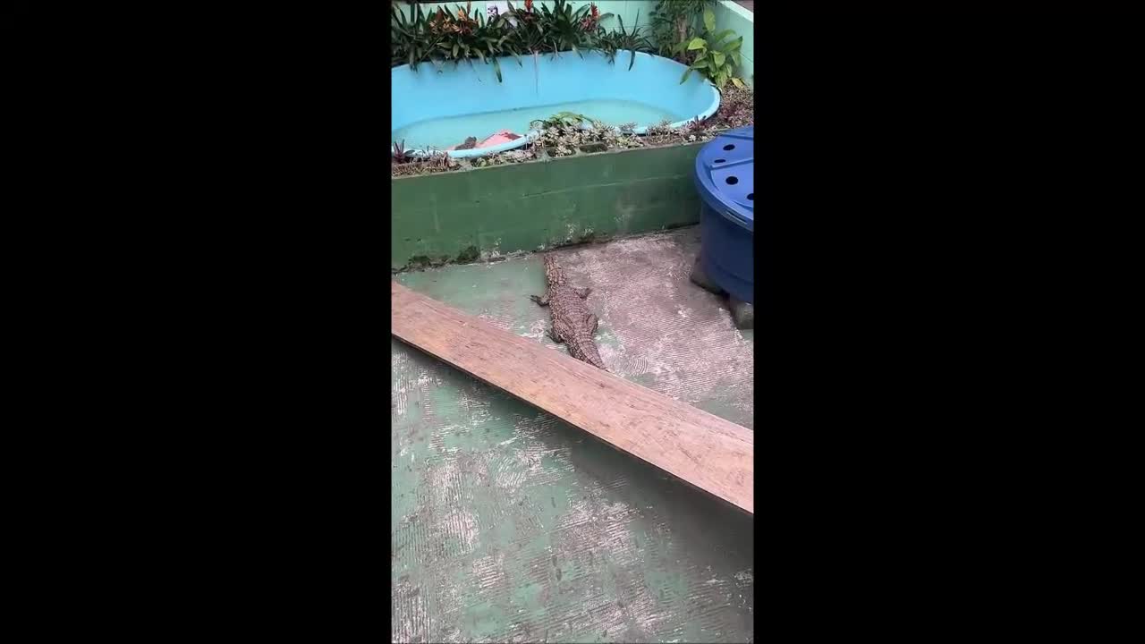 Pool Turned Into Crocodile Habitat