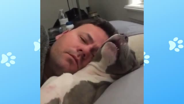 Funny snoring dog