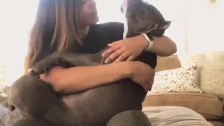 Relaxed dog completely lays out for massage