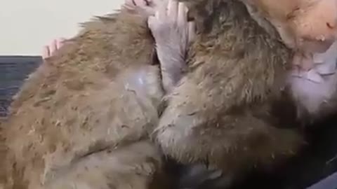 Distinguish between this animal and a Different mother