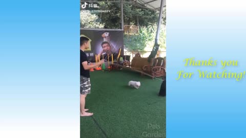 Funniest Animals - Best Of The Funny Animal Videos