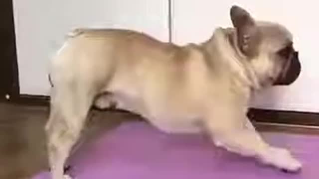 Hot Motivation Yoga Stretches (Pug Dog) Up Dog & Downward Dog Poses