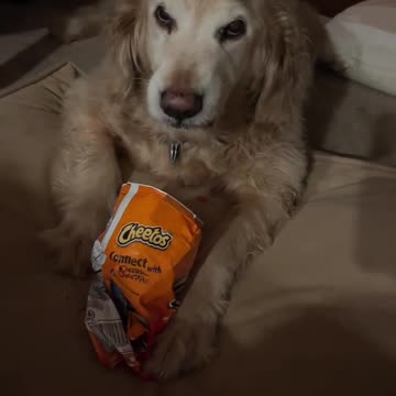 Hot cheetos has turned loveable pet into Cujo 🤣