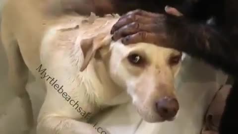Dogs and orangutans.