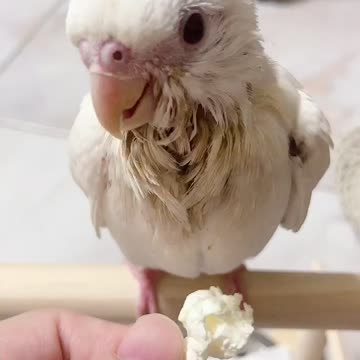 Minibuger cockatiel 5.