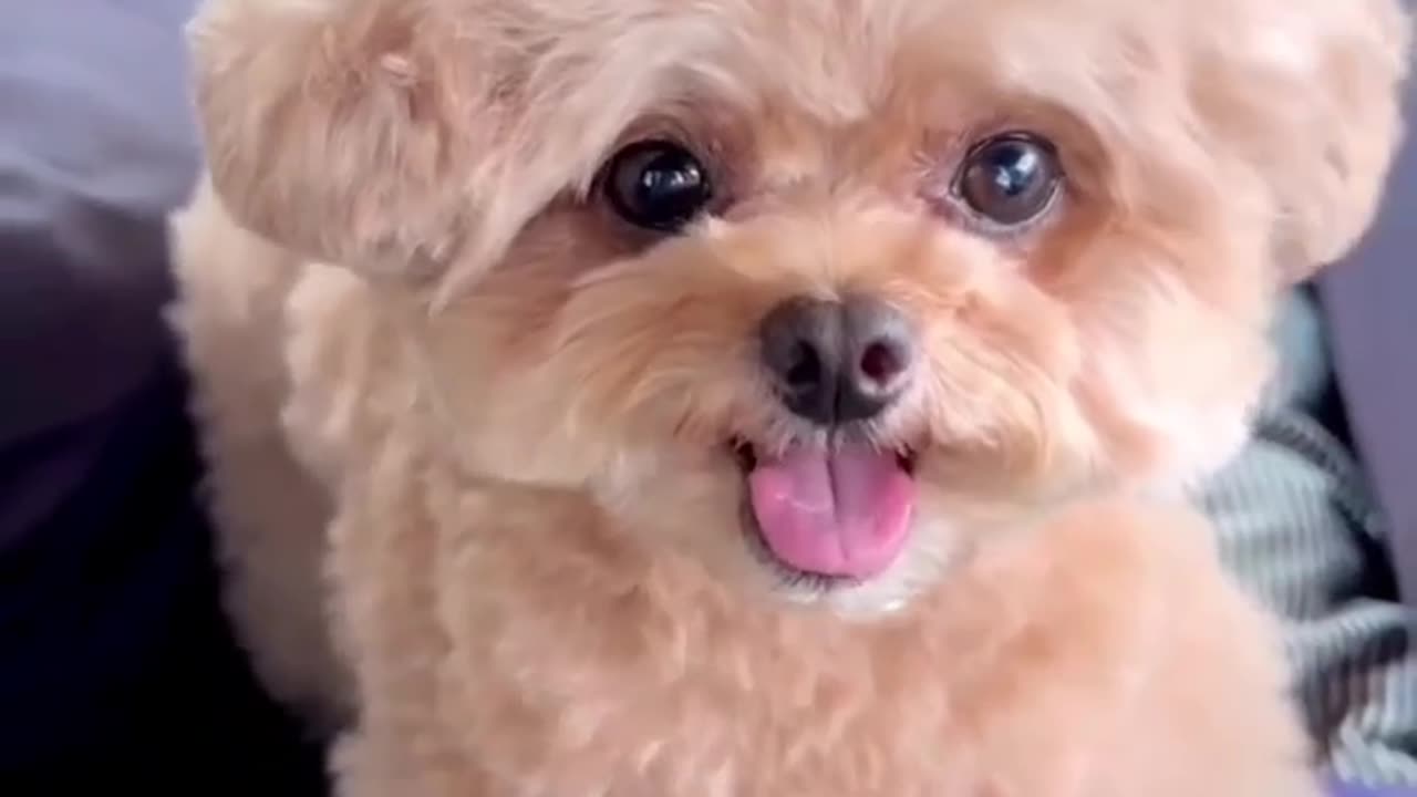Lovely puppy, #dog #dogvideo #lovewithdog #petvideo #pets #animals