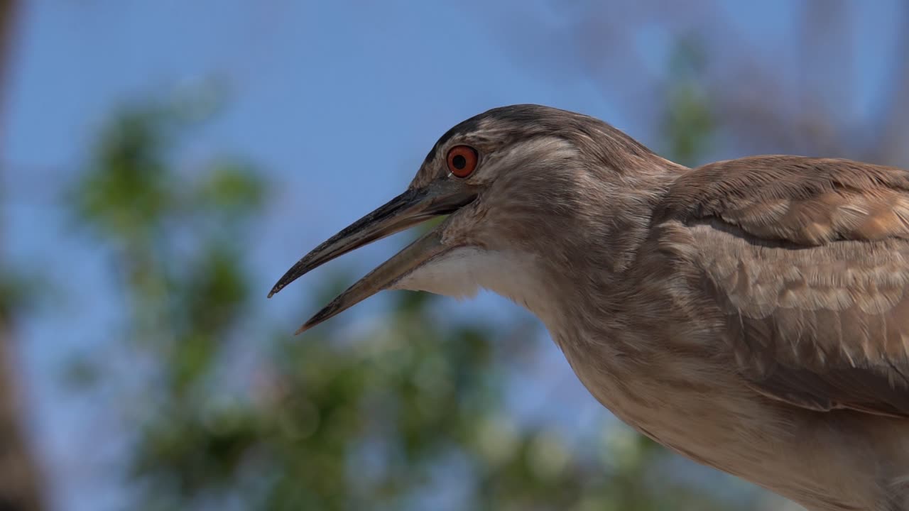 Young, Black-crowned Night Heron