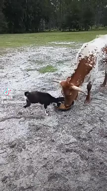 650 Pound Cow vs. a 15 Pound Goat!!!