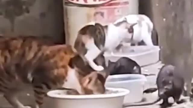 funny videos and funny pets try not to laugh amazing videos