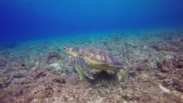 tortuga en vida salvaje una maravilla en todo el sentido de la palabra