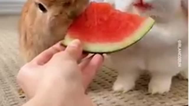 funny dog and cat moments