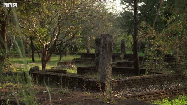 Macaque Monkeys at War | BBC Earth