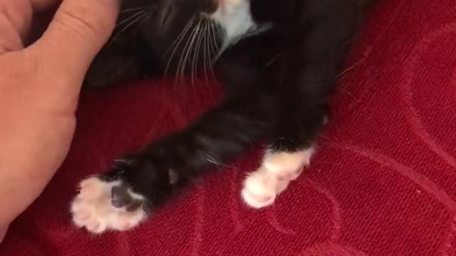 Relaxed Kitten Rolls Off Sofa