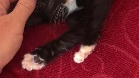 Relaxed Kitten Rolls Off Sofa