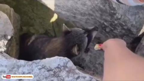 feeding a cute racoon