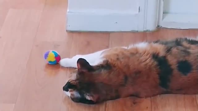 The back of a cat trying to play ball