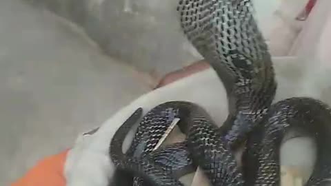 Big Cobra