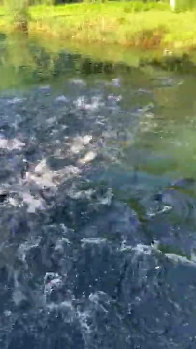 Feeding a Pond Full of Fish